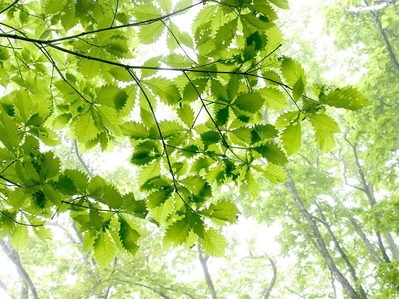 green leaves in a forest