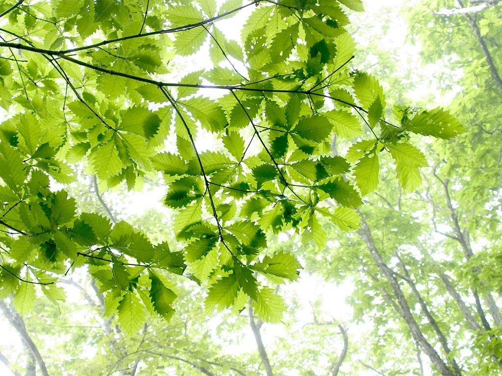 green leaves in a forest