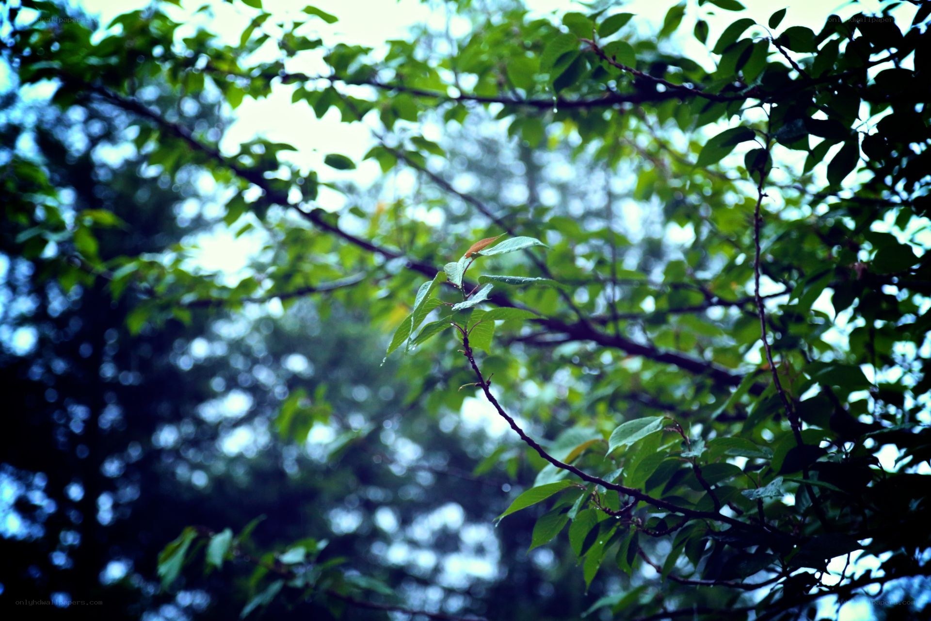 green leaves in a forest
