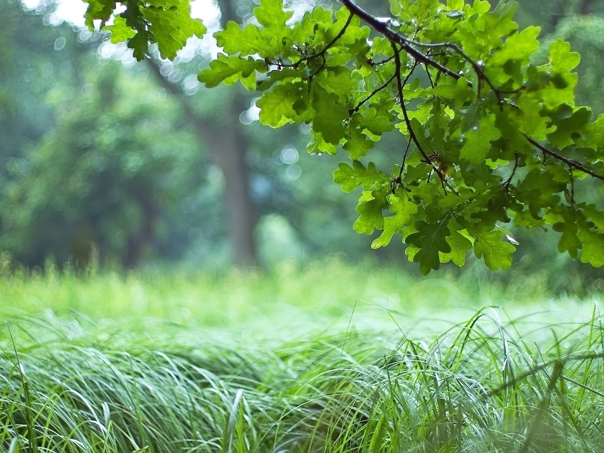 Green leaves in a forest