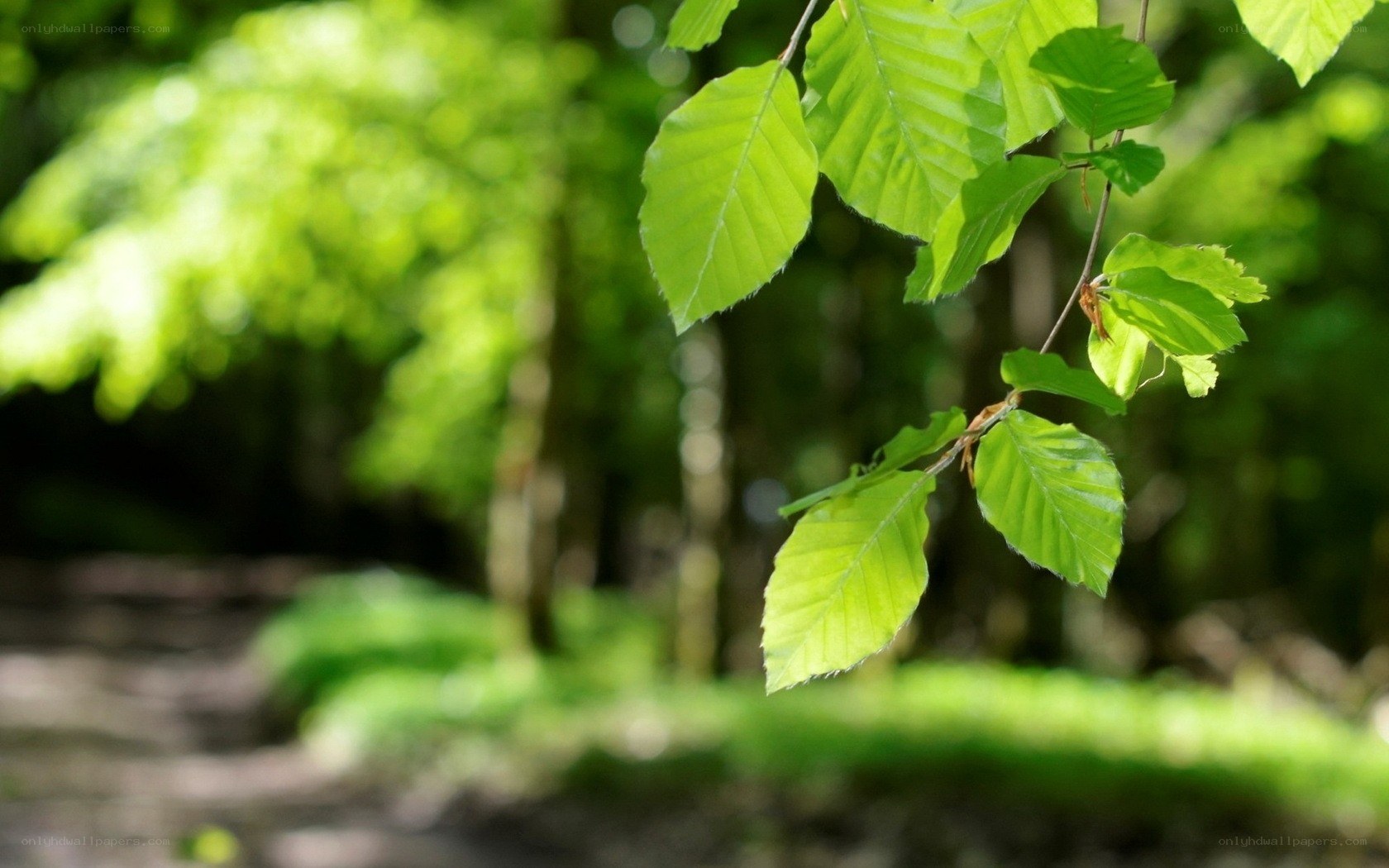 green leaves in a forest