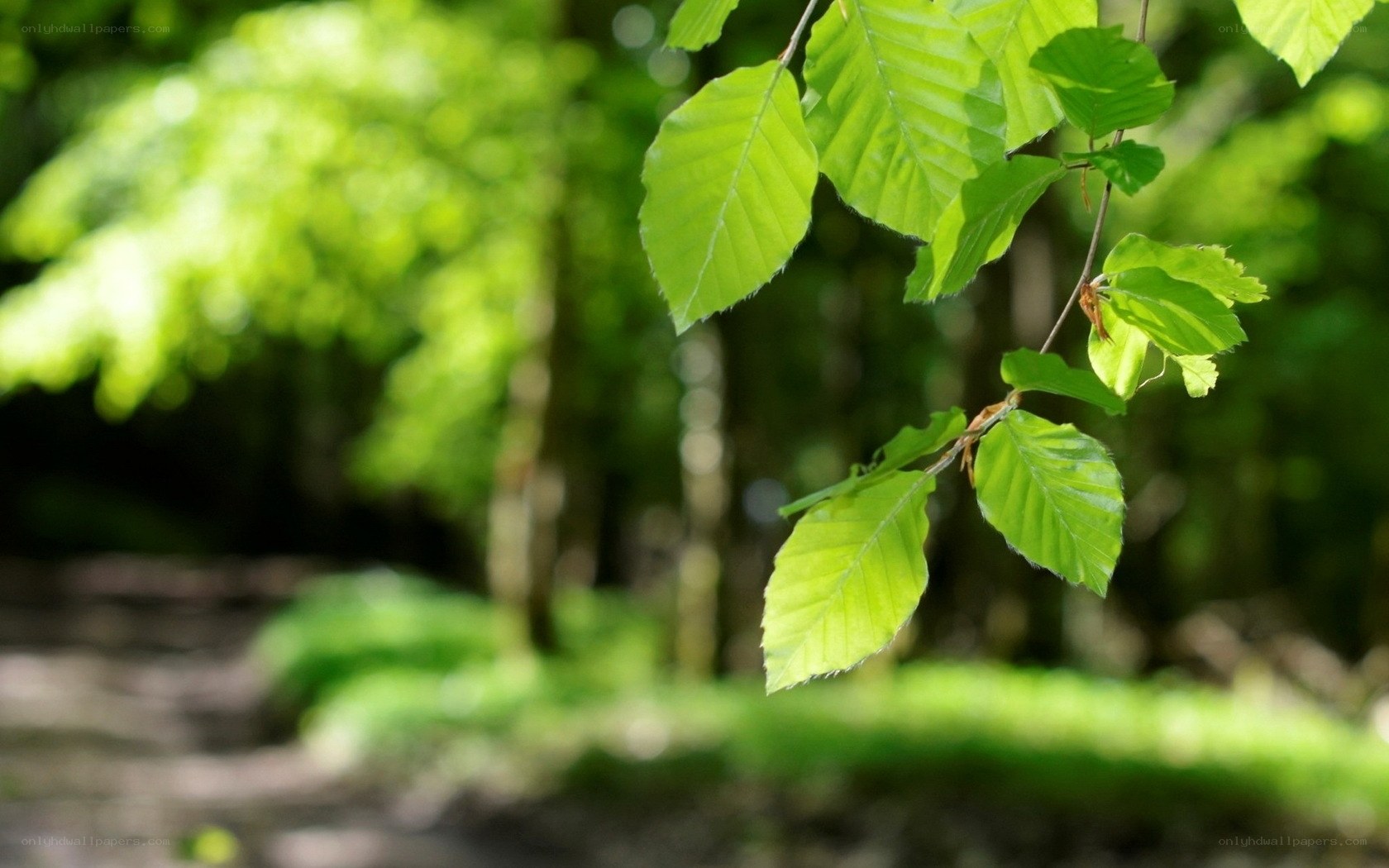 Green leaves in a forest