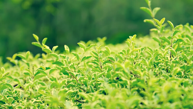 green leaves in a garden
