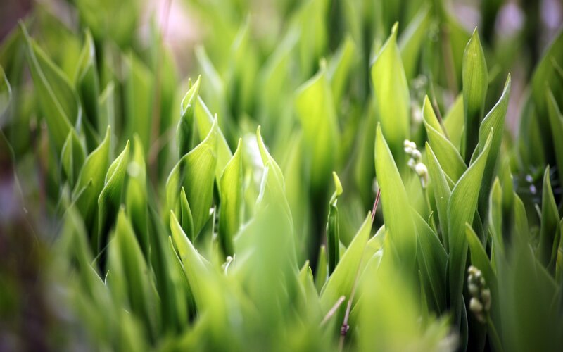 green leaves in a garden