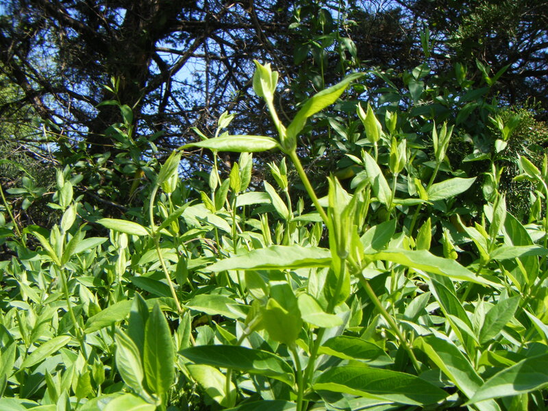 green leaves in a garden
