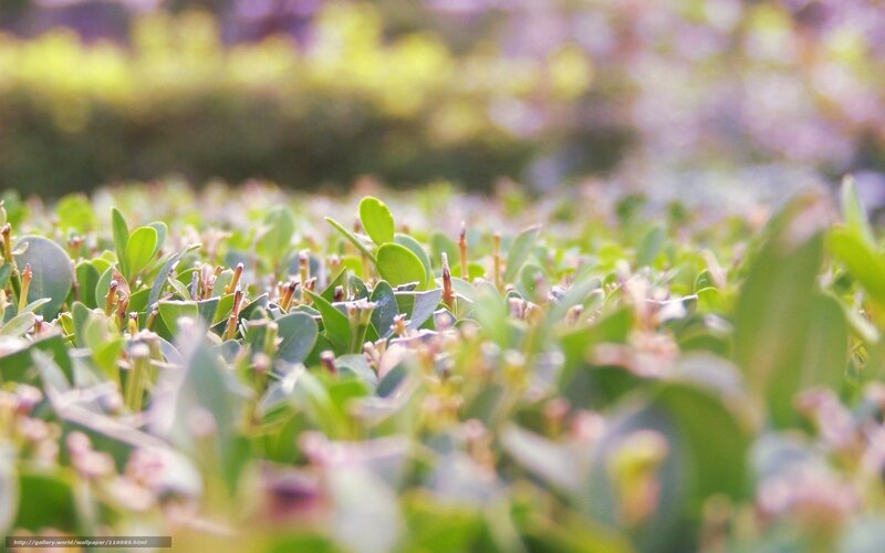 green leaves in a garden