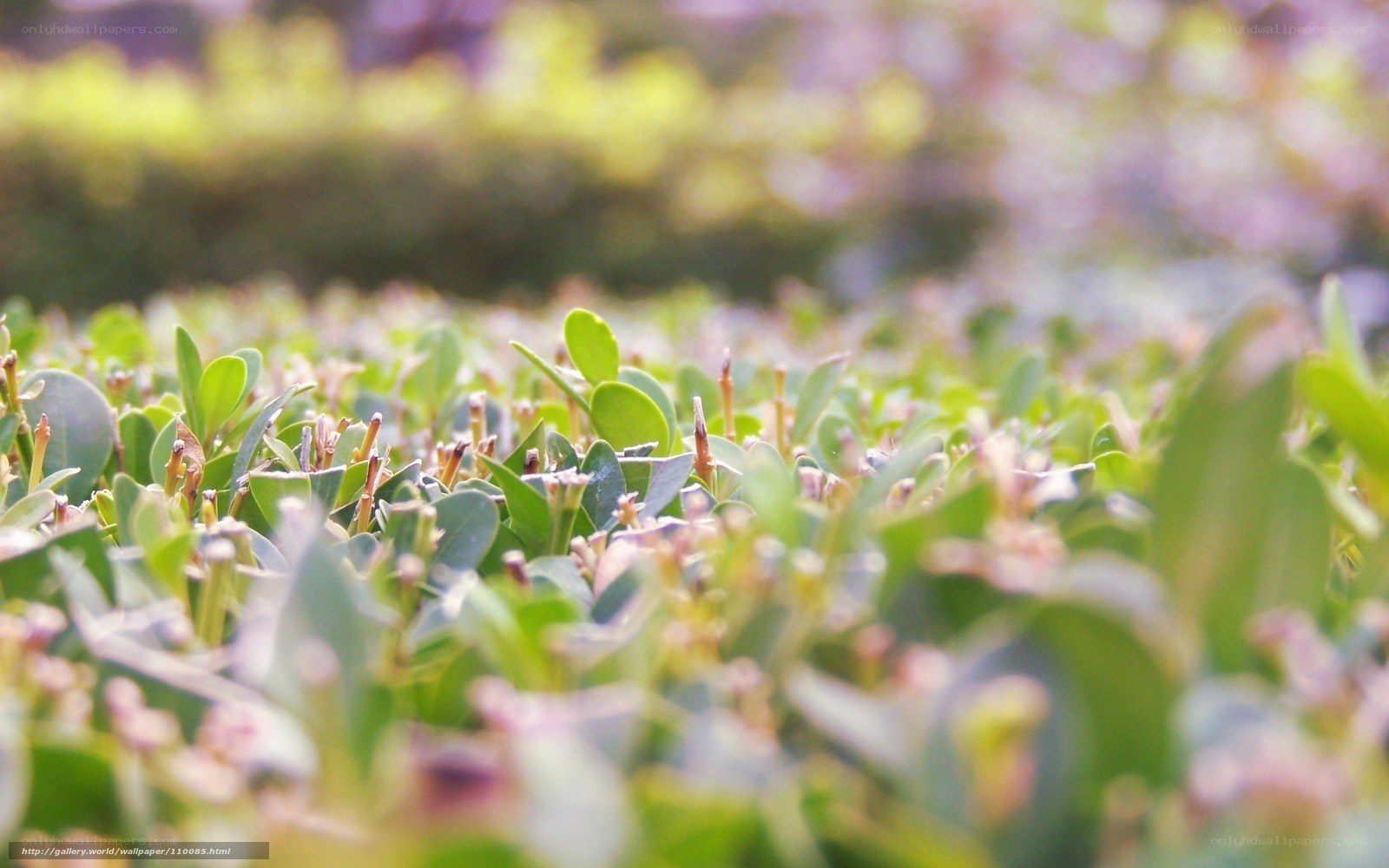 green leaves in a garden