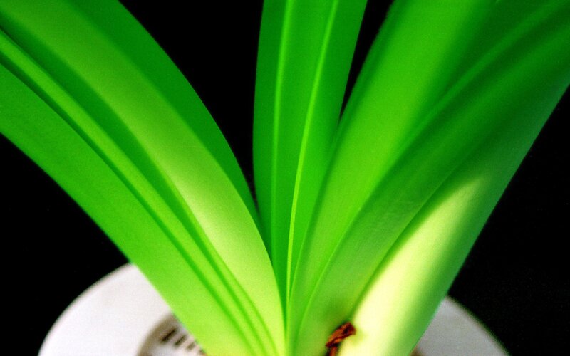 green leaves in a pot