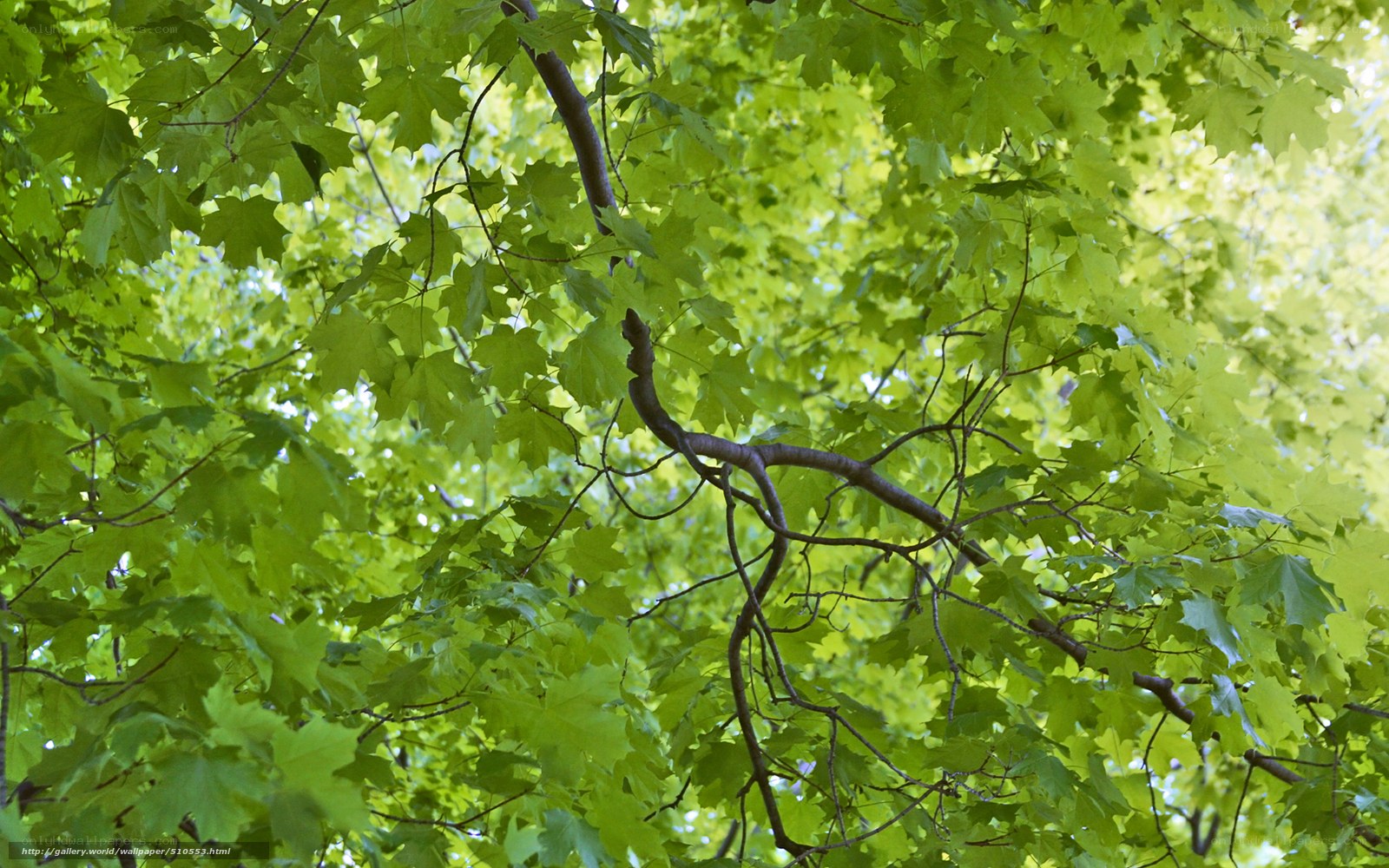Green leaves in a tree canopy