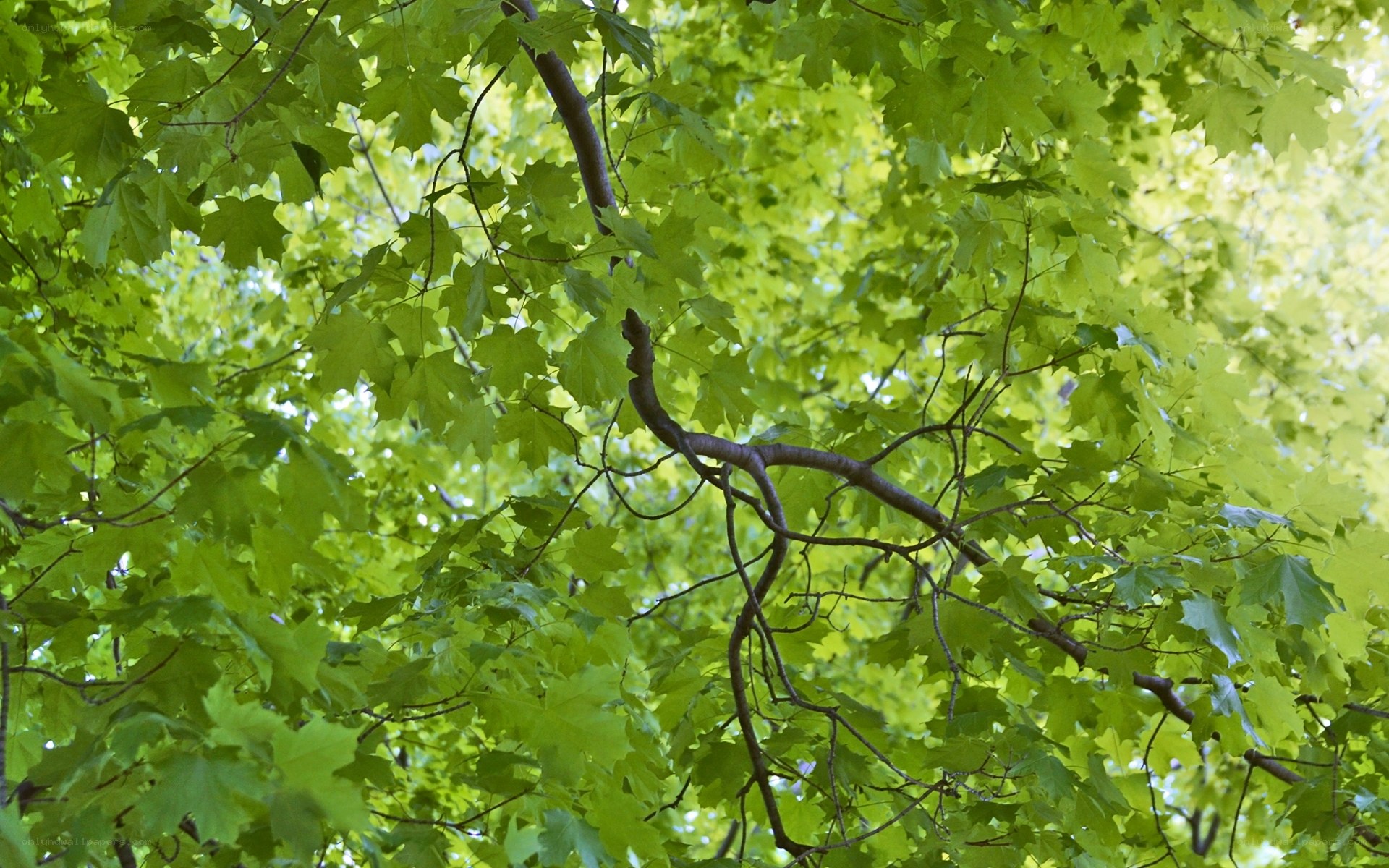 green leaves in a tree canopy