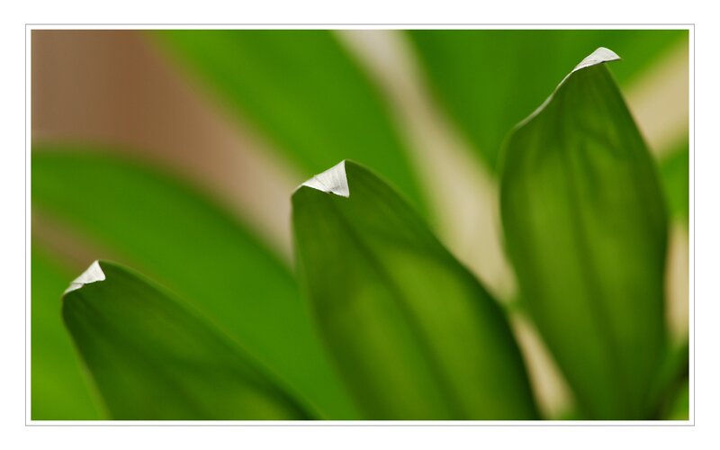 green leaves in close-up