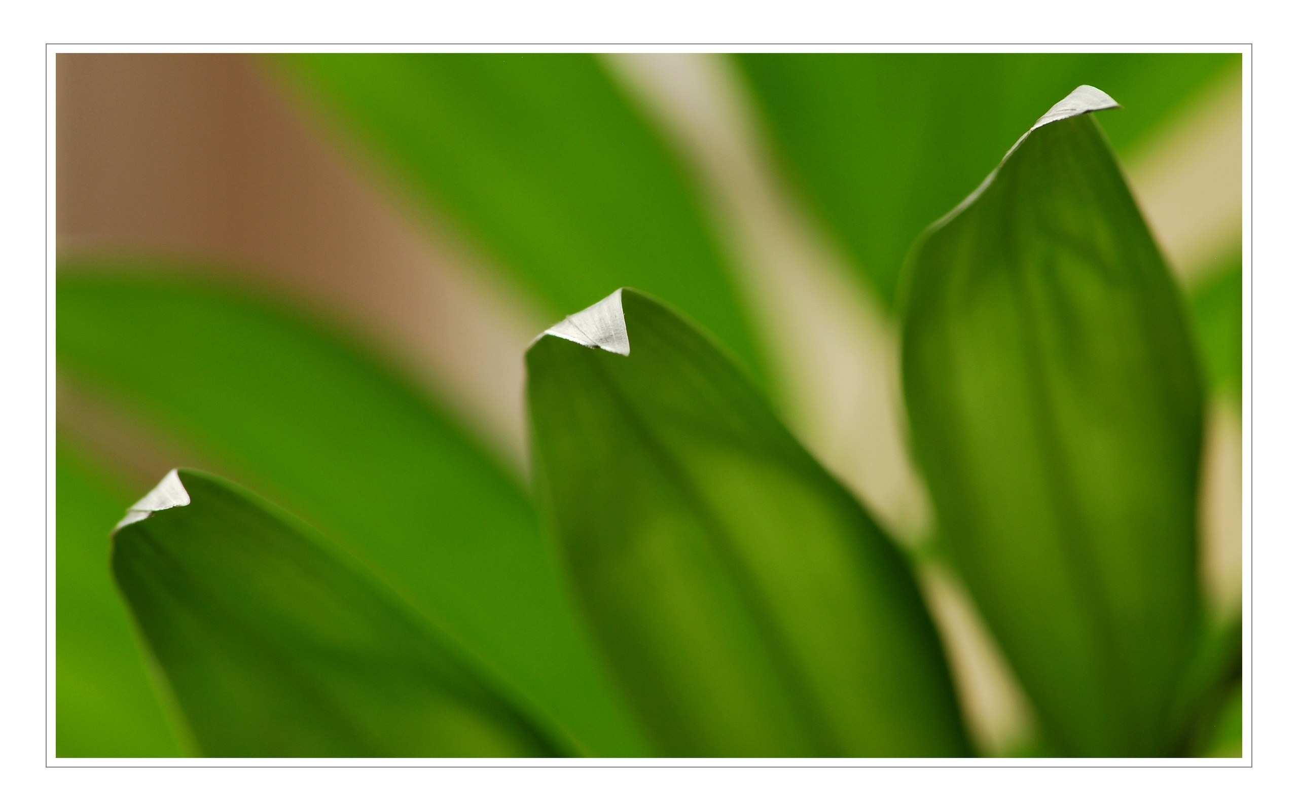 green leaves in close-up