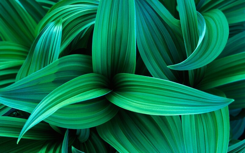 Green Leaves in Close-up — Serene