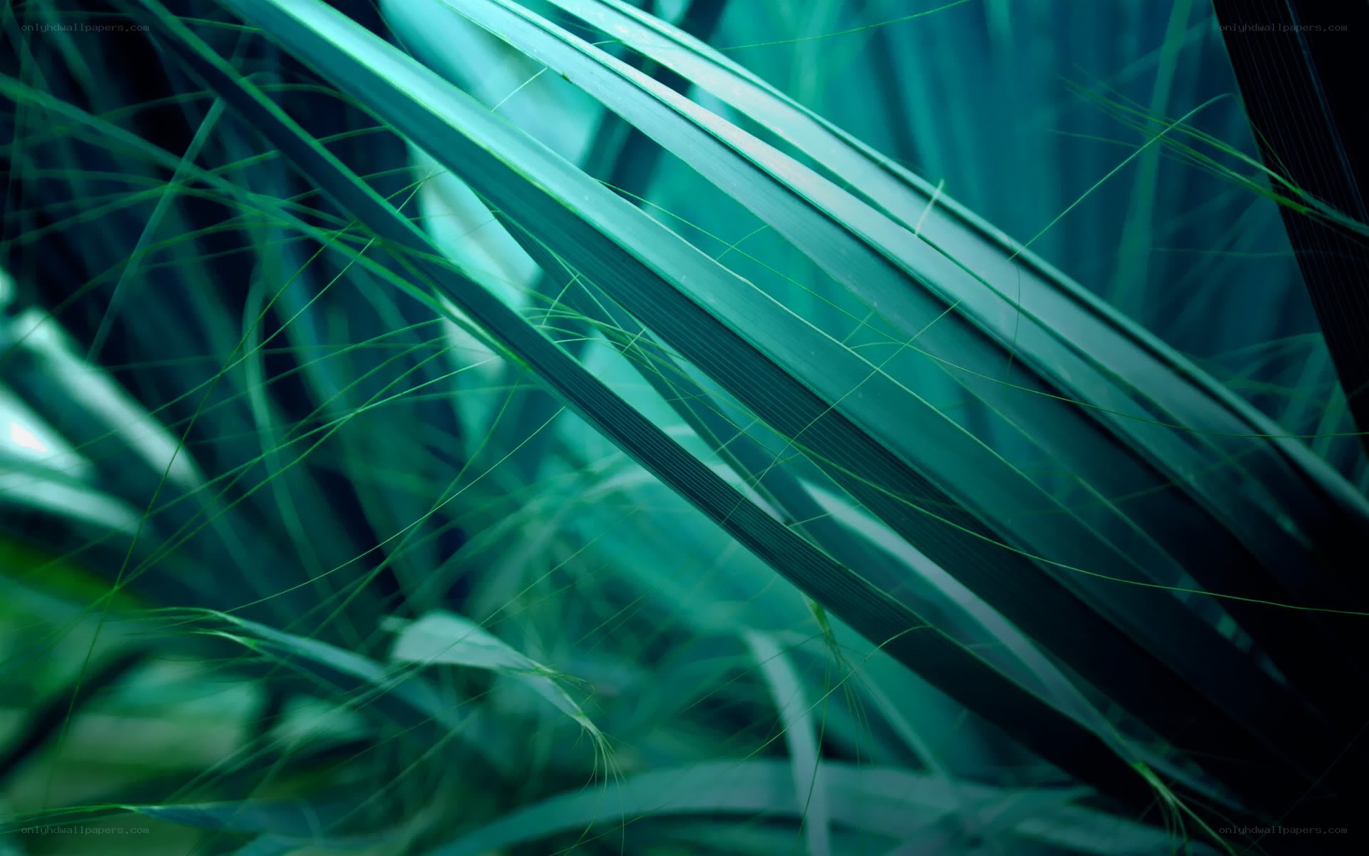 Green leaves in close-up
