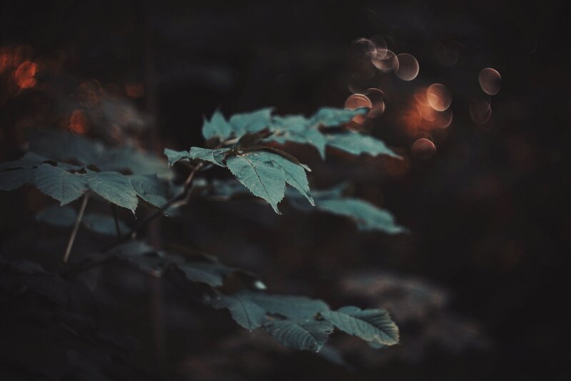 Green Leaves in Dark Forest — Moody