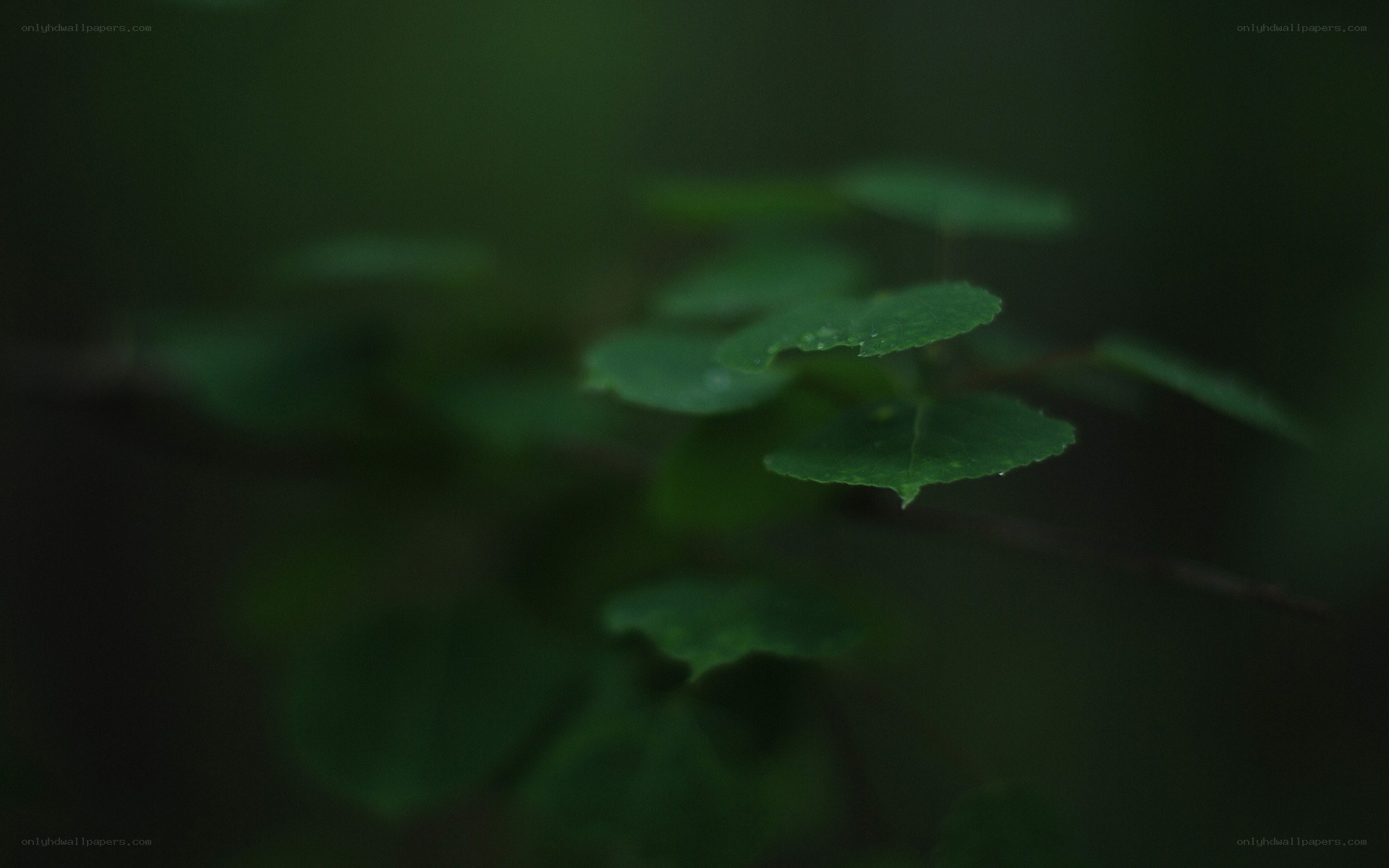 green leaves in dark forest