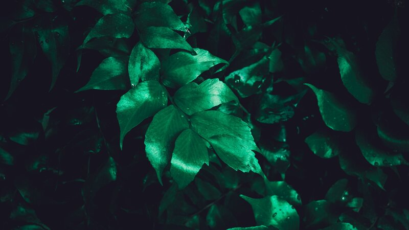 Green Leaves in Dark Light