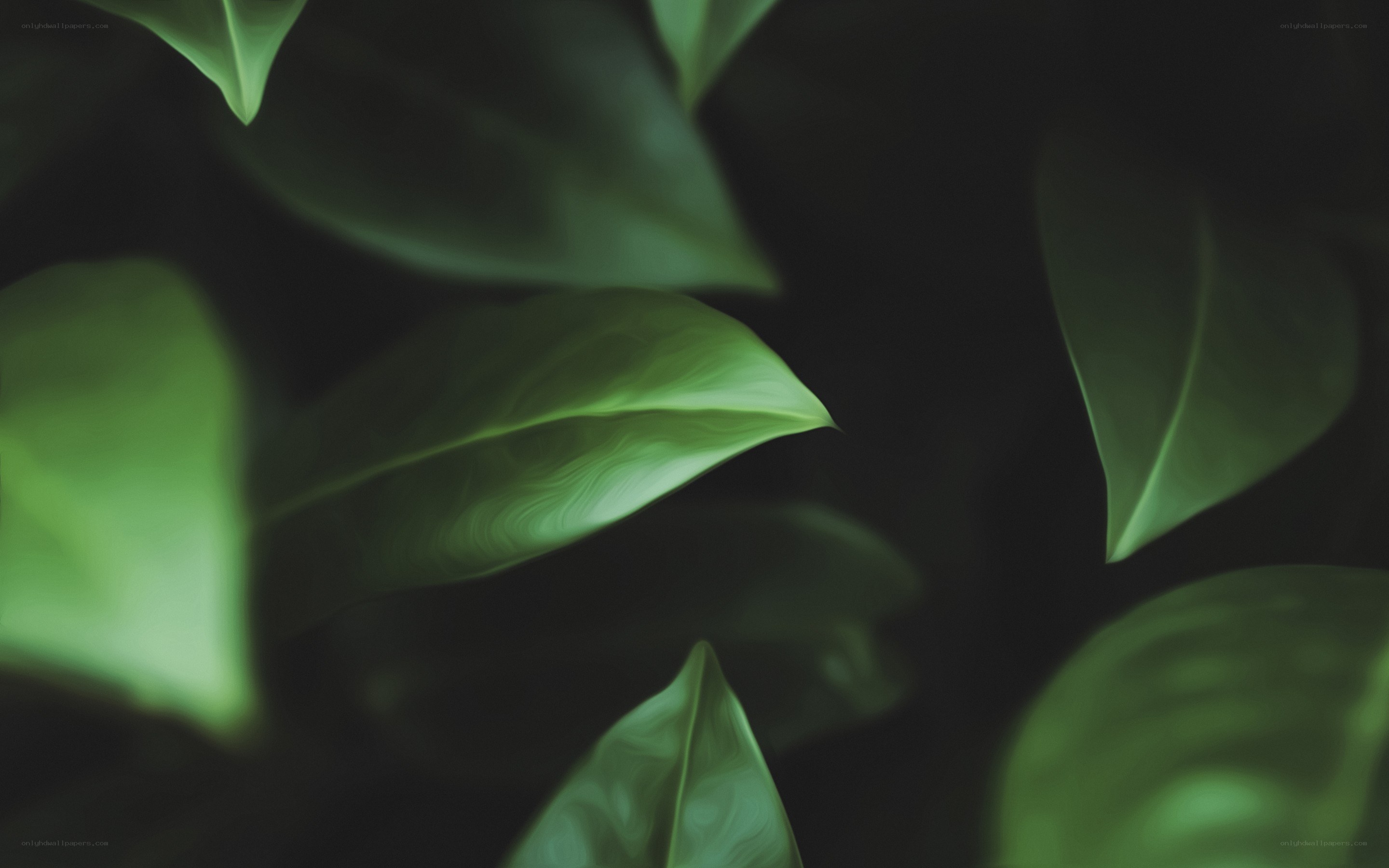 green leaves in darkness
