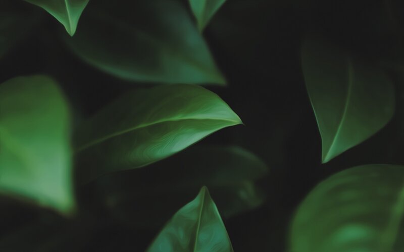 Green Leaves in Darkness — Dark