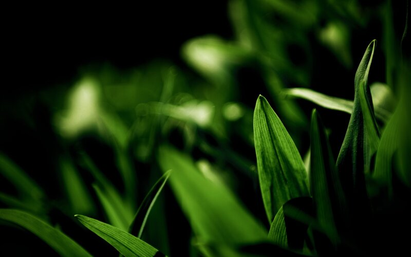 Green Leaves in Darkness — Dramatic, Photograph