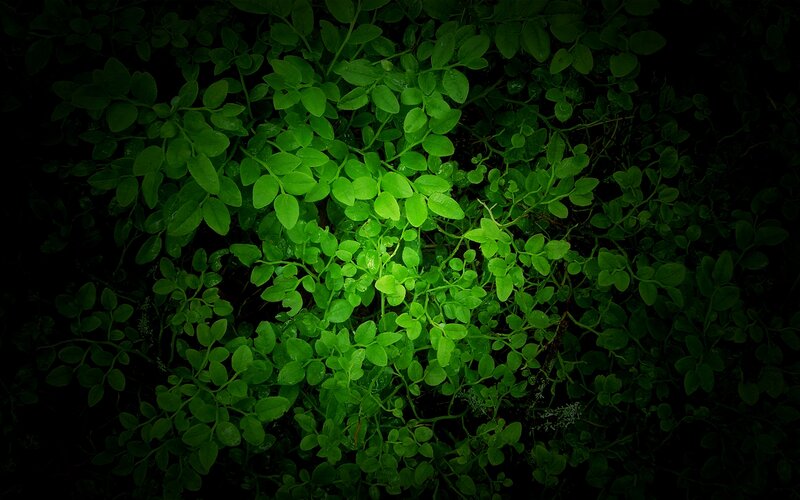 Green Leaves in Darkness — Dramatic