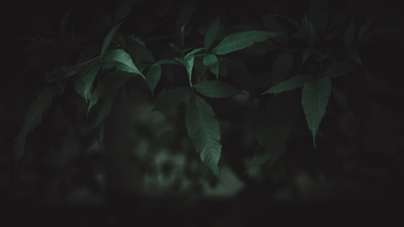 Green Leaves in Darkness — Moody, Night