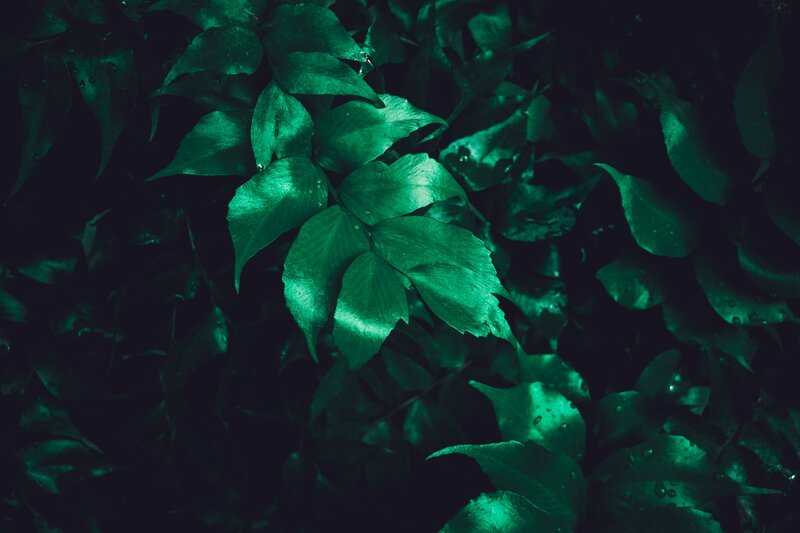 Green Leaves in Darkness — Moody