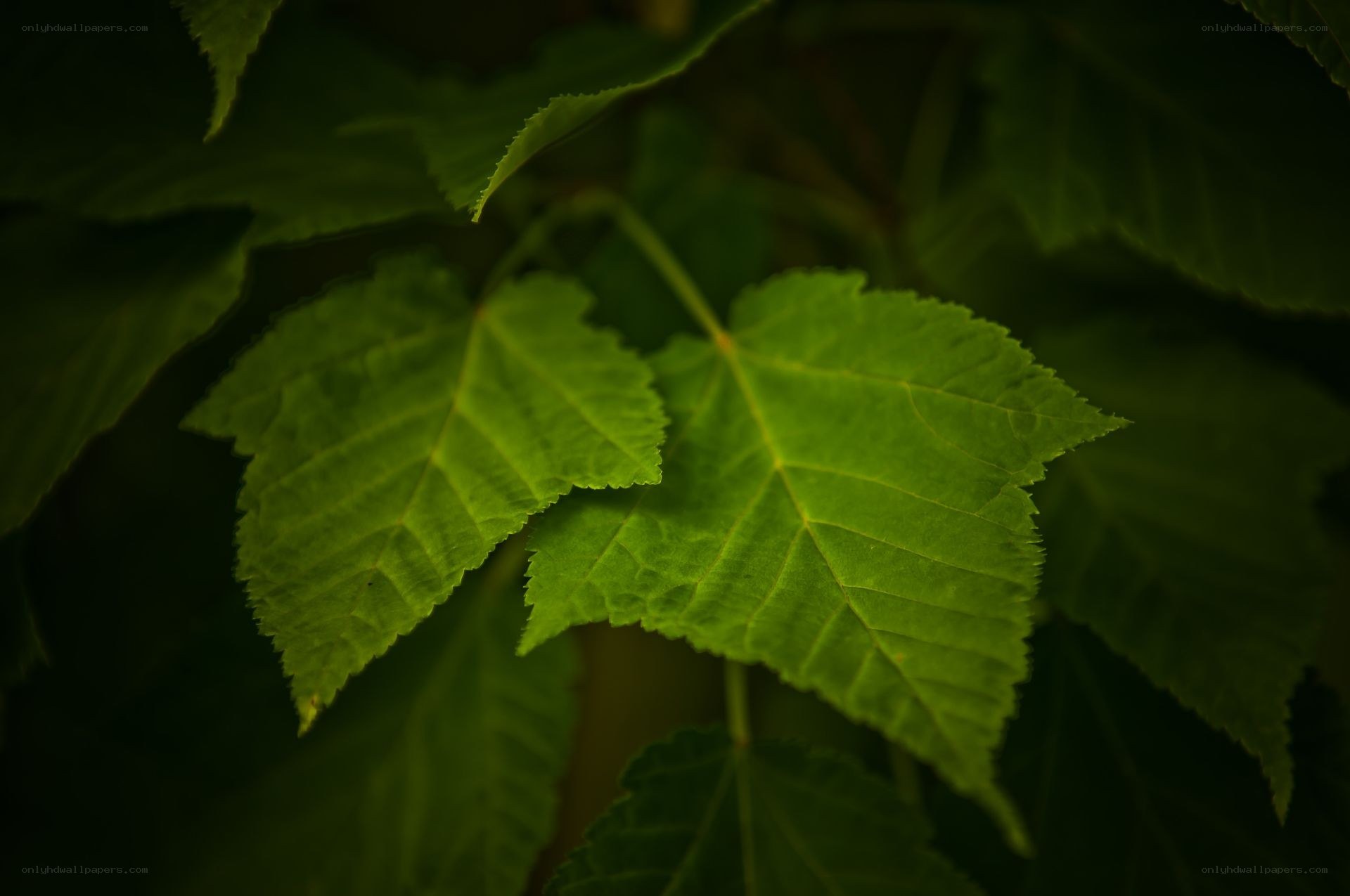 green leaves in dim light