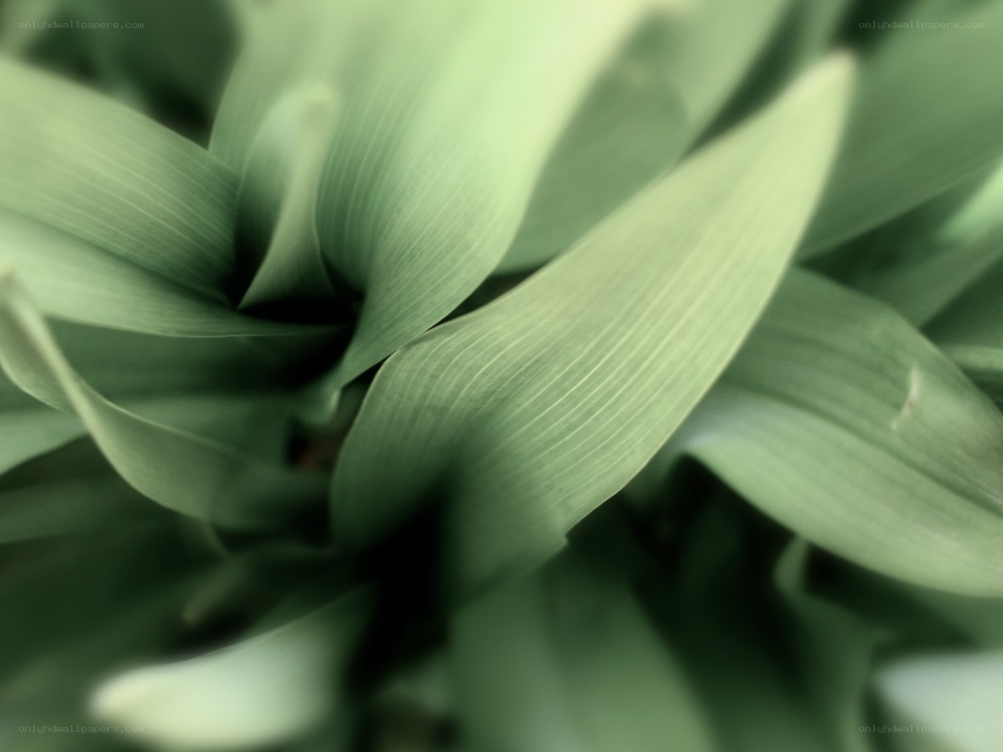 green leaves in focus