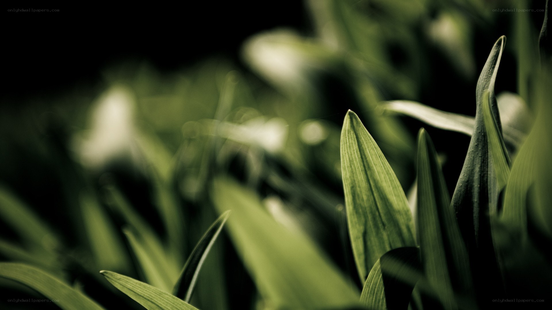 green leaves in focus