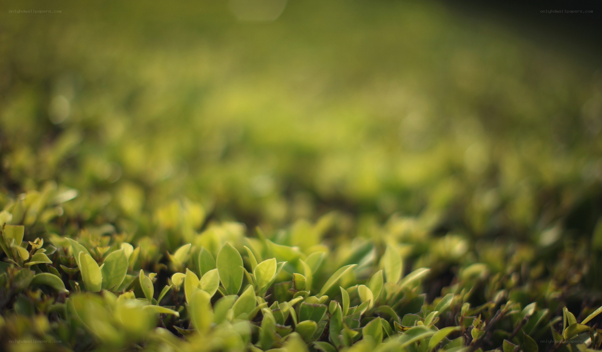green leaves in focus