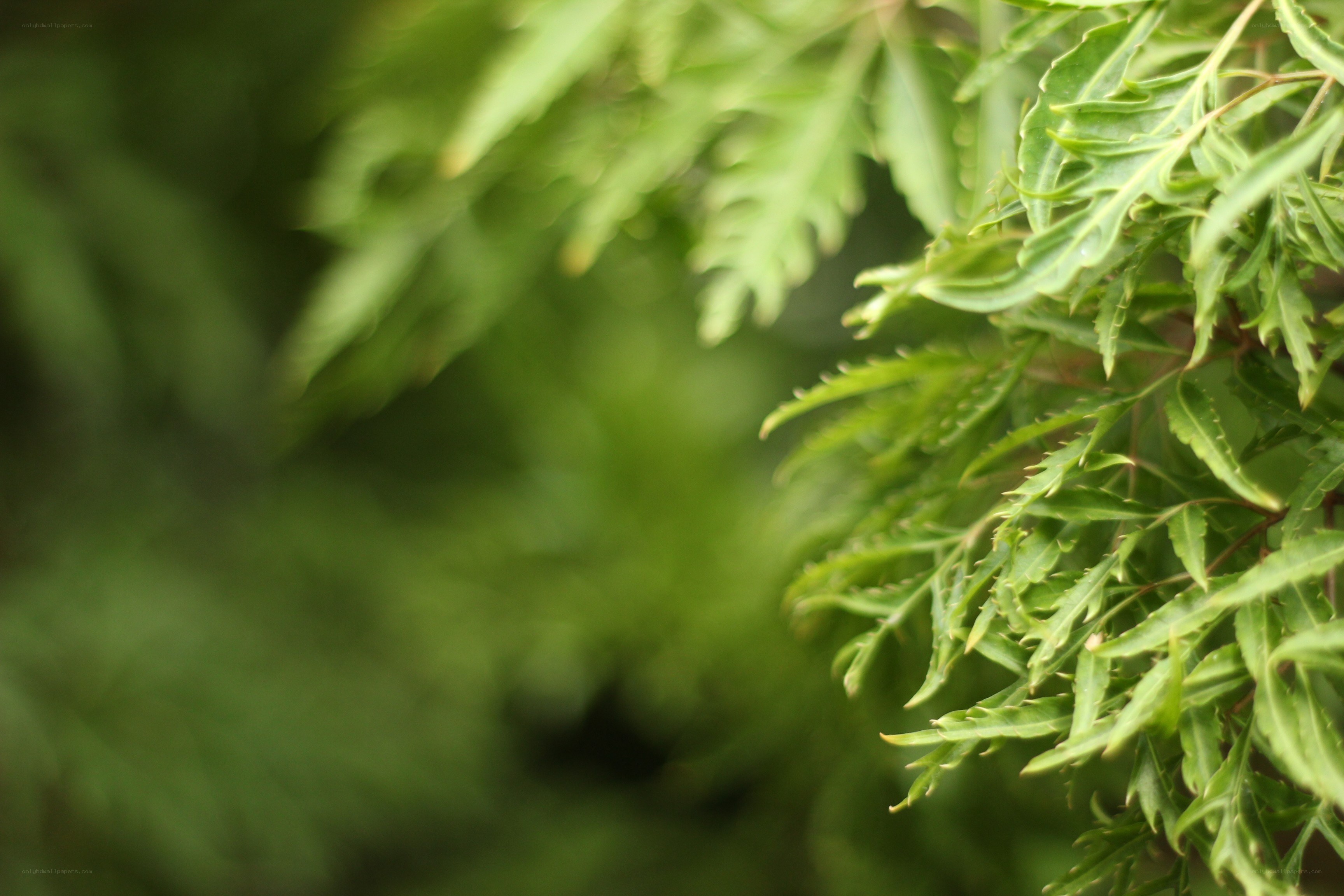 green leaves in focus