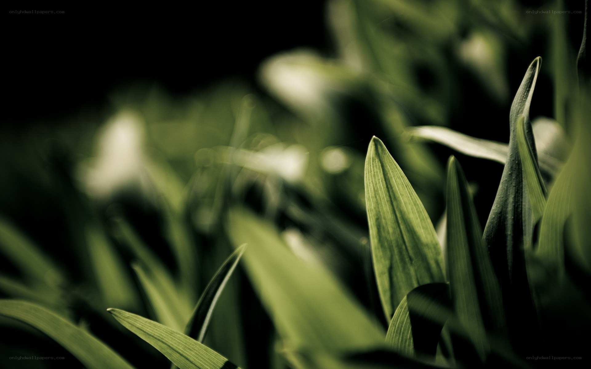 green leaves in focus