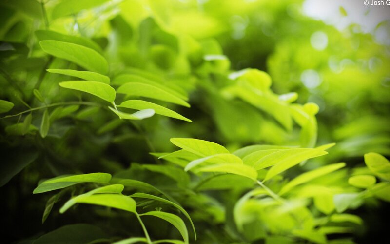 Green Leaves in Focus — Calm, Morning