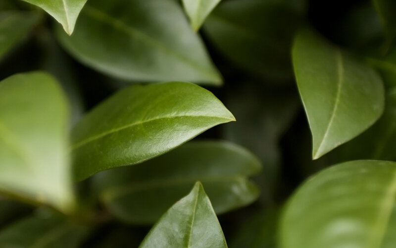 Green Leaves in Focus — Calm