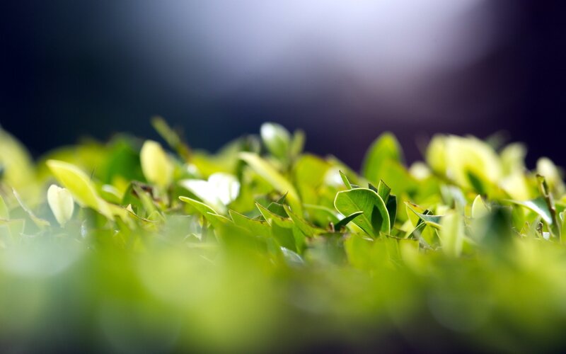 Green Leaves in Focus — Serene