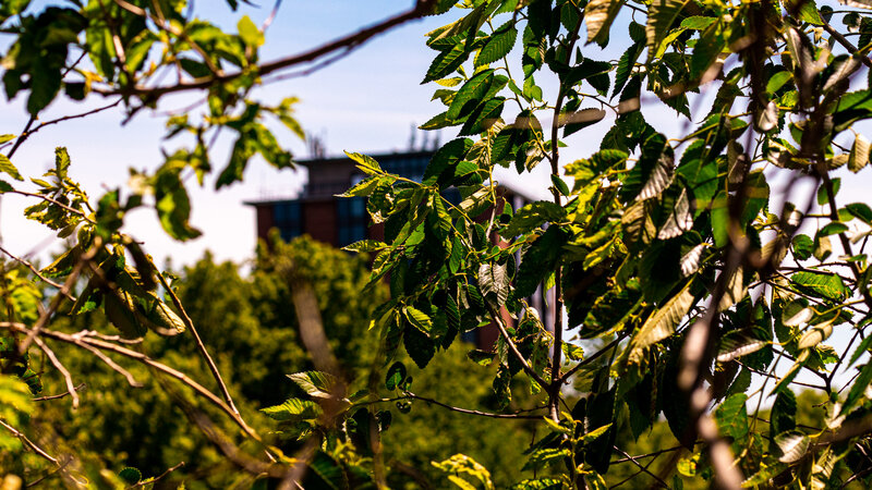 Green Leaves in Foreground
