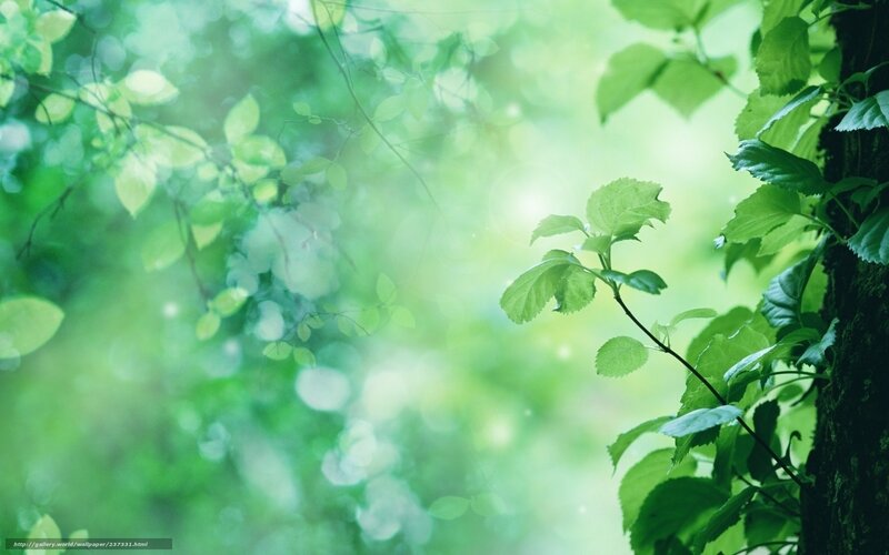 green leaves in forest