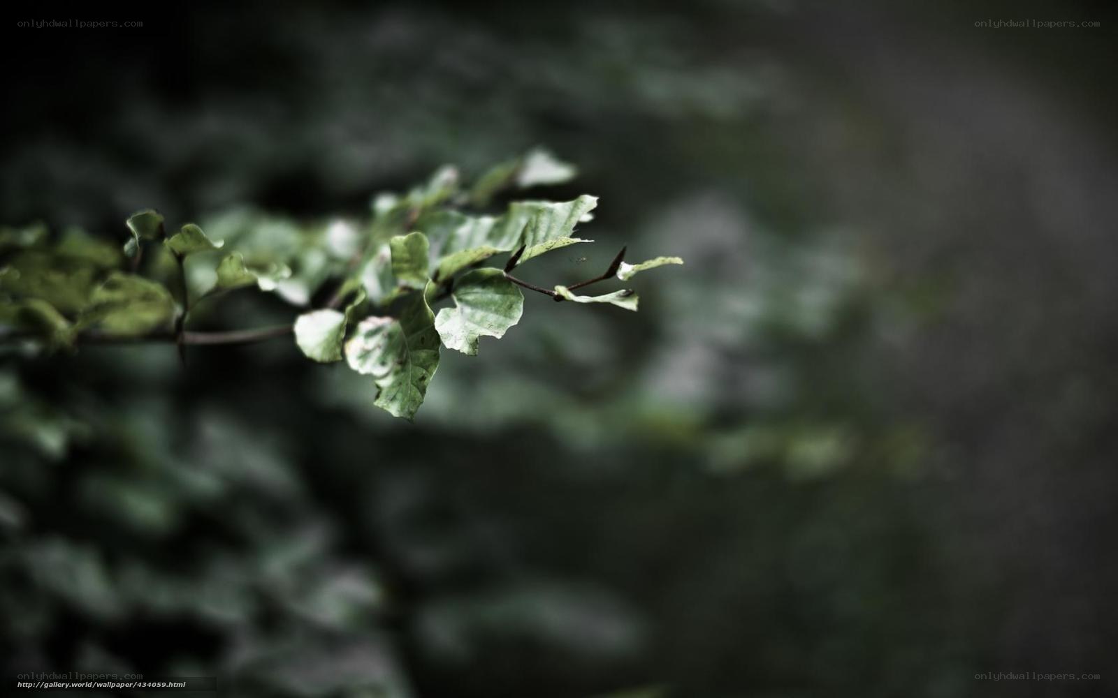 green leaves in forest