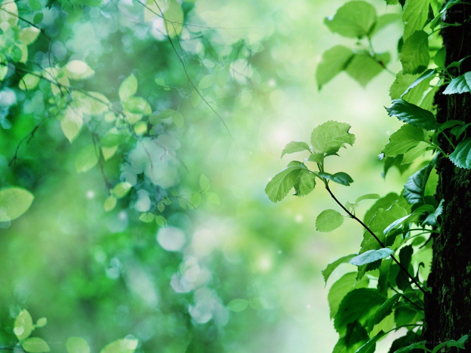 green leaves in forest