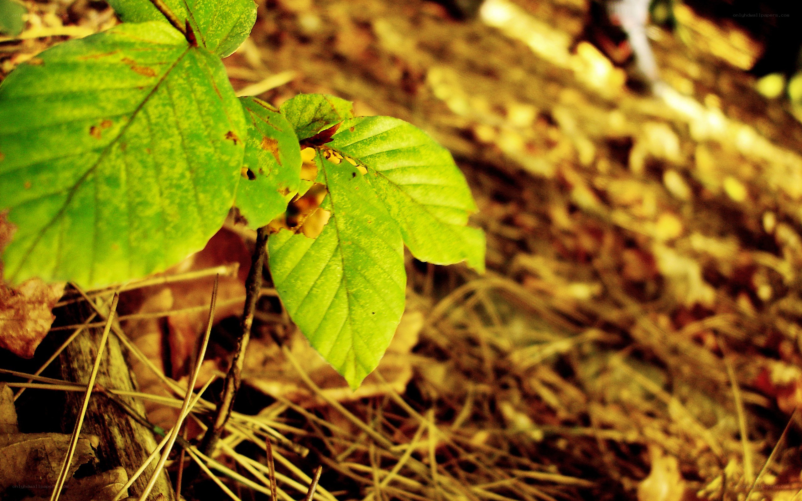green leaves in forest