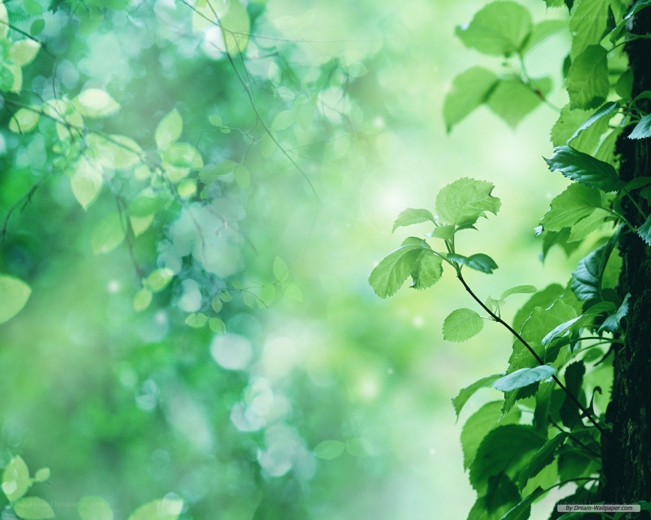 green leaves in forest