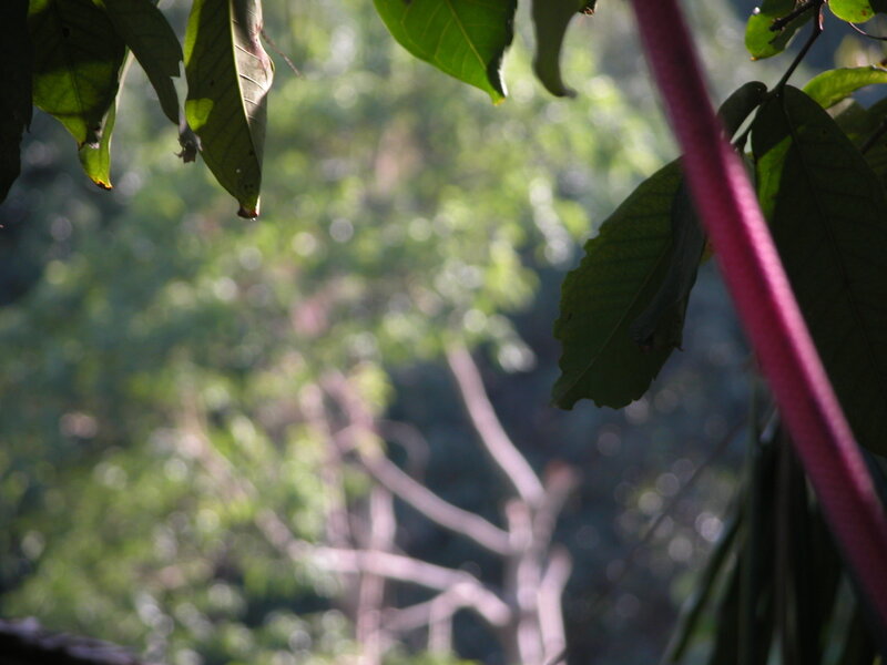 green leaves in forest