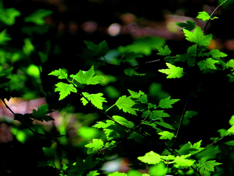 Green Leaves in Forest — Dramatic