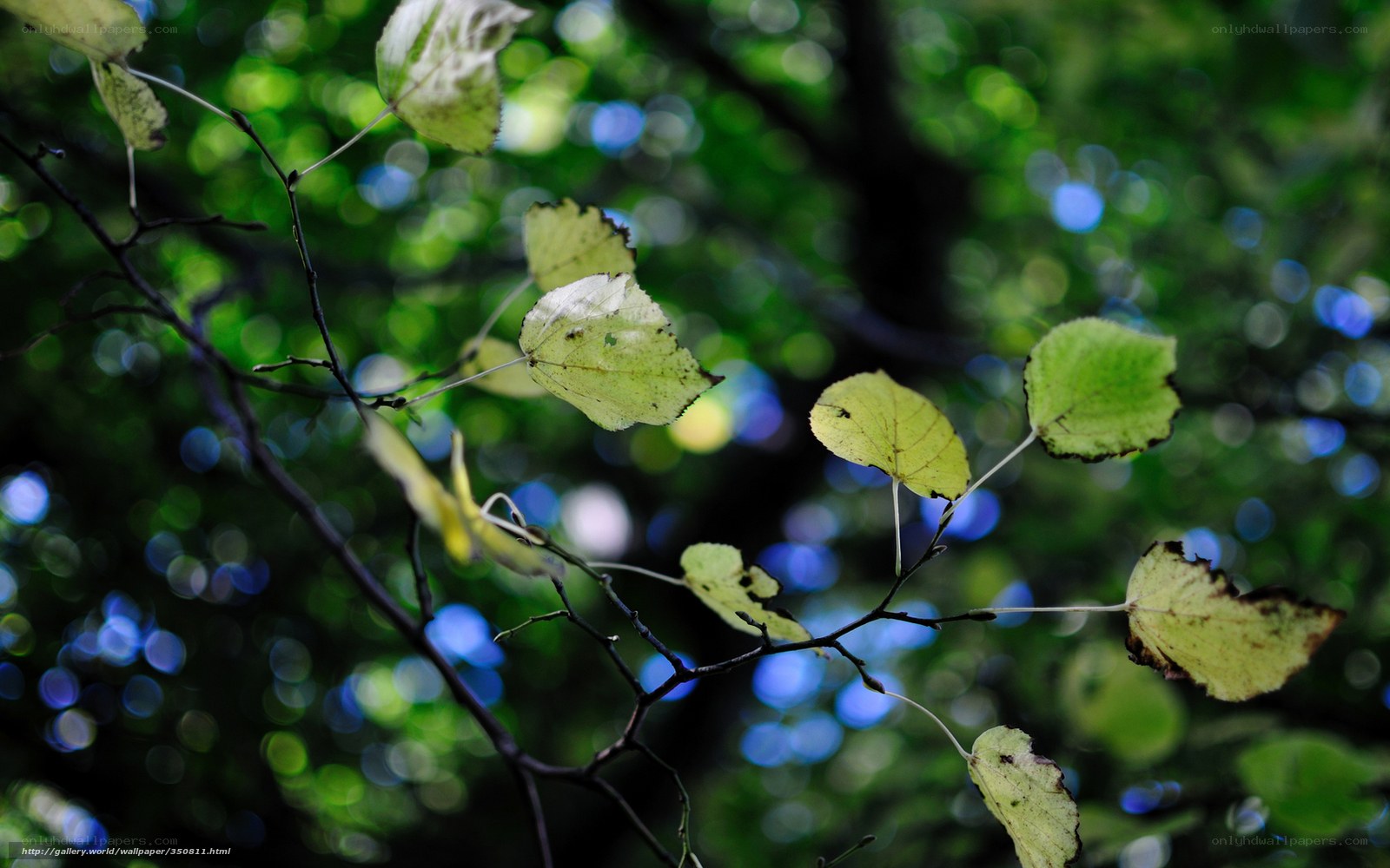 Green leaves in forest light