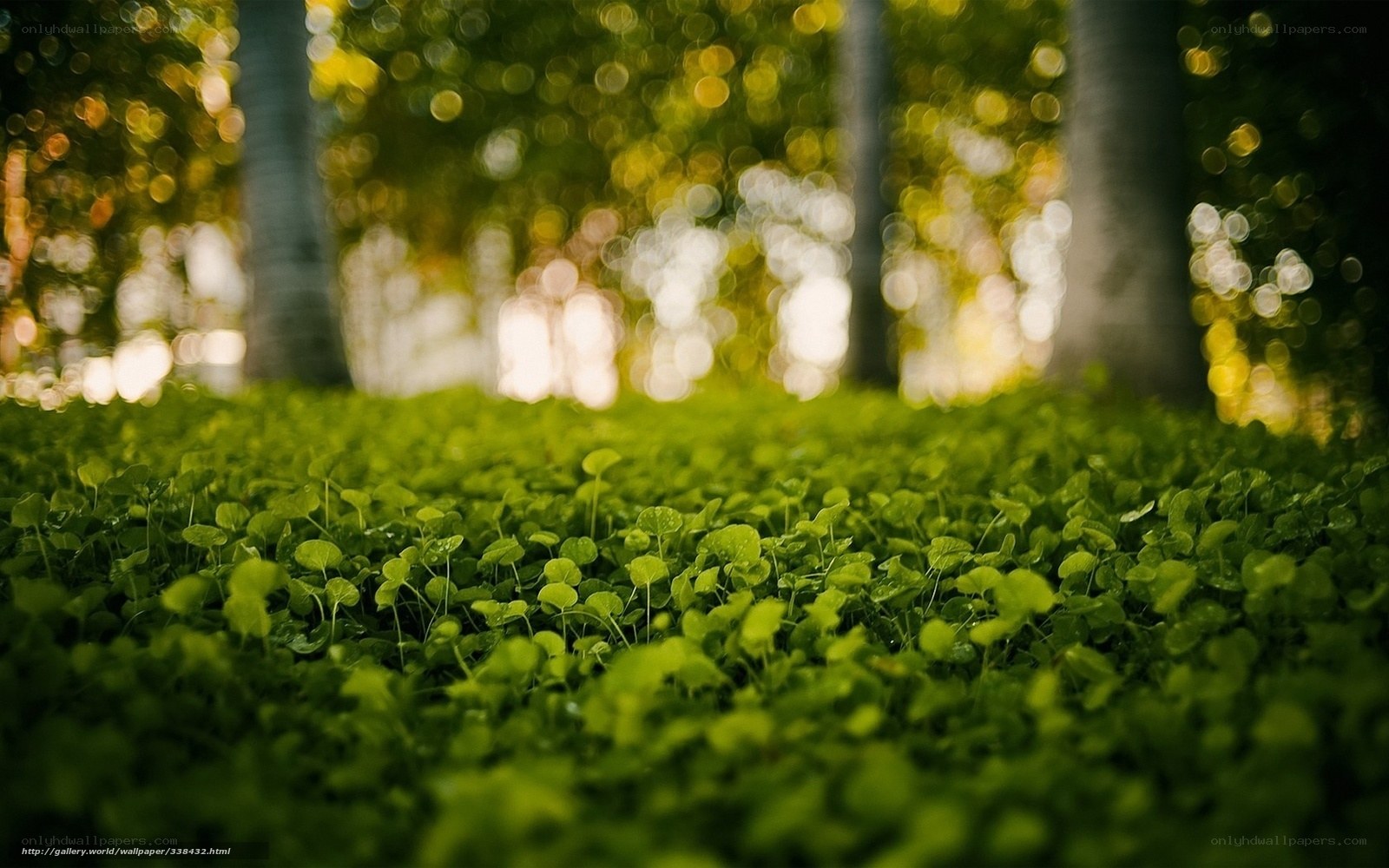 Green Leaves in Forest Light