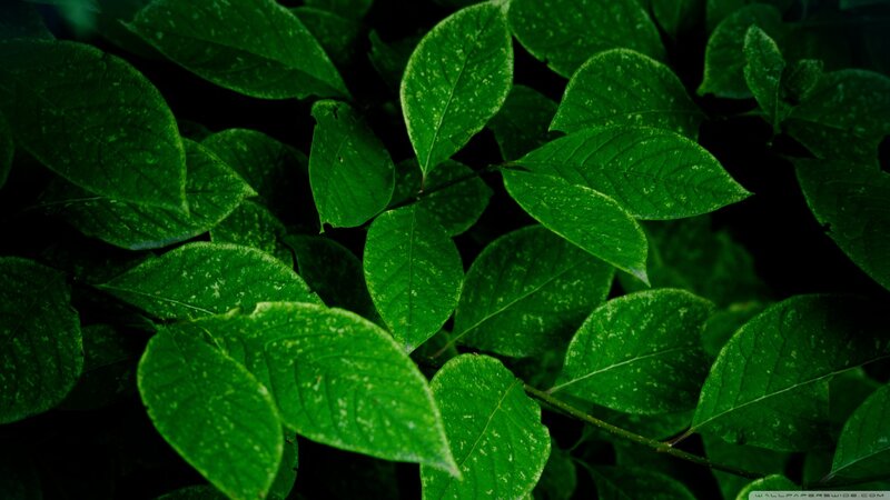 Green Leaves in Forest — Natural