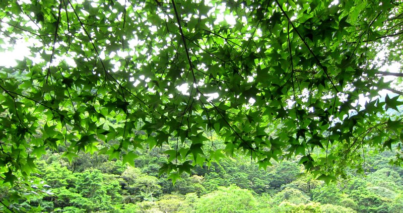 Green Leaves in Forest — Serene, Afternoon