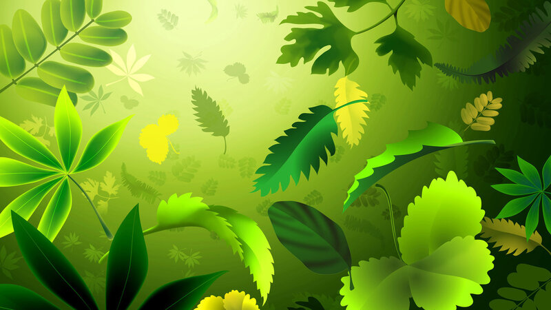 Green Leaves in Forest — Serene, Morning