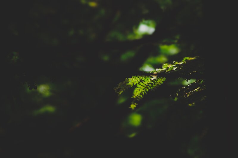 Green Leaves in Forest — Serene, Photograph, Branches